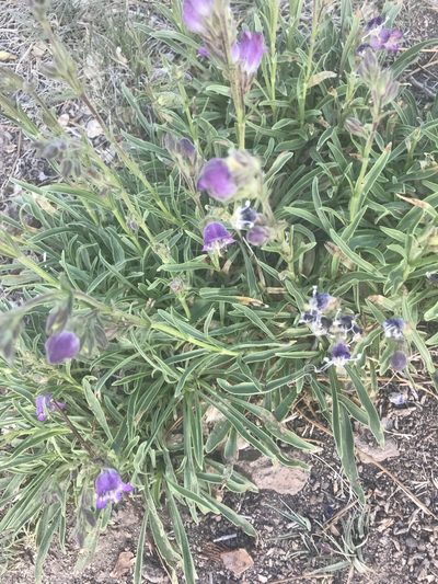 Penstemon ophianthus, photographed by brettaugust