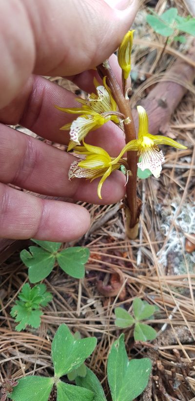 Corallorhiza macrantha, photographed by Eugenio Padilla