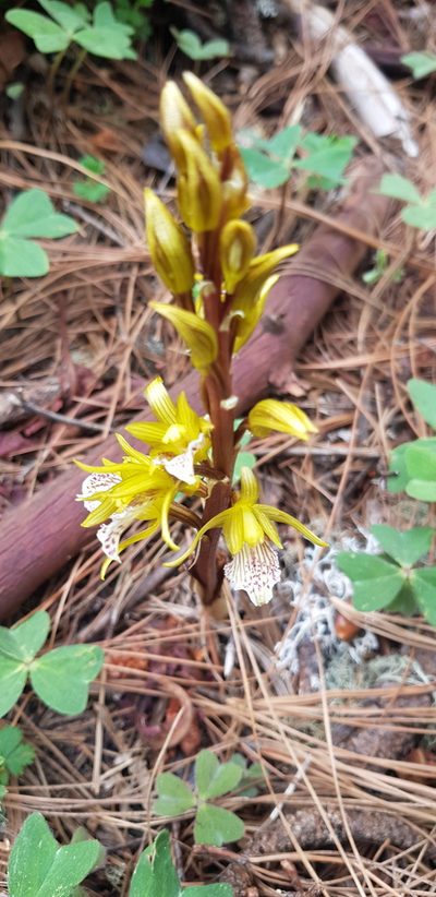 Corallorhiza macrantha, photographed by Eugenio Padilla