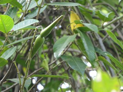 Anodendron parviflorum