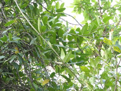 Anodendron parviflorum, photographed by Dinesh Valke