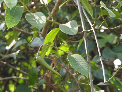 Anodendron parviflorum, photographed by Dinesh Valke