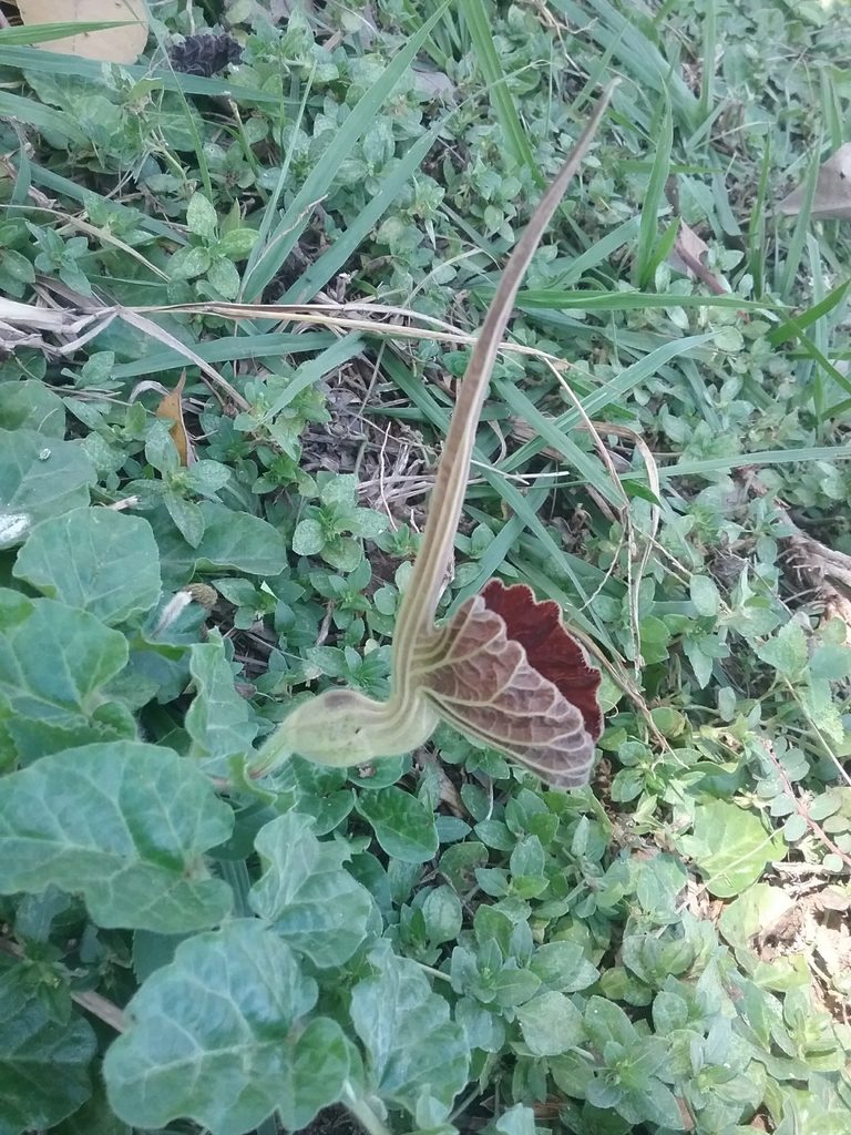 Aristolochia lindneri, photographed by Ramon and Suzanne Vargas