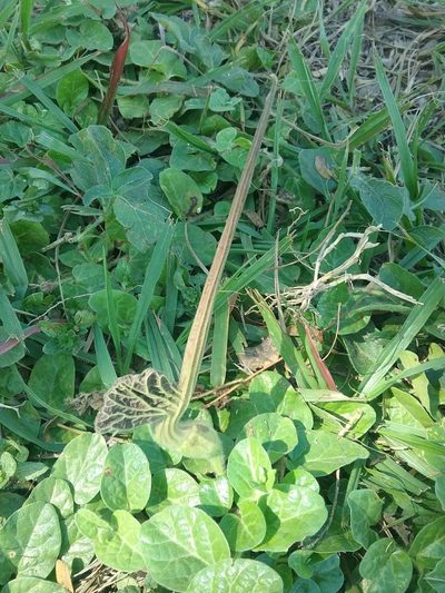 Aristolochia lindneri, photographed by Ramon and Suzanne Vargas