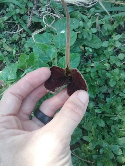 Aristolochia lindneri, photographed by Ramon and Suzanne Vargas