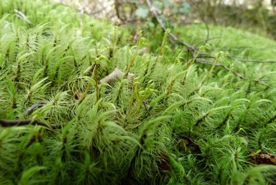 Dicranoloma plurisetum, photographed by Colin Meurk