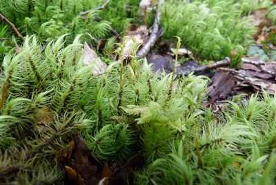 Dicranoloma plurisetum, photographed by Colin Meurk