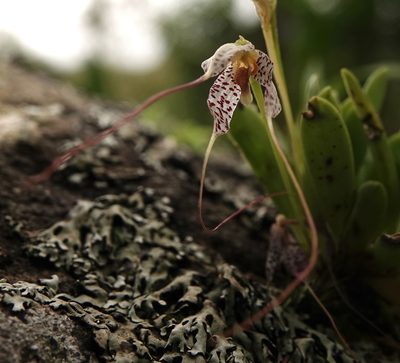 Masdevallia picturata, photographed by desertnaturalist