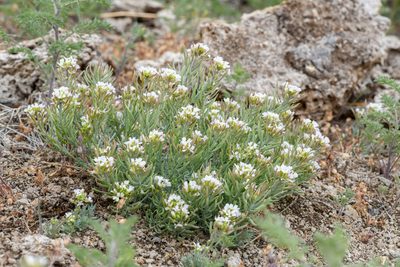 Polyctenium fremontii, photographed by Trevor Van Loon