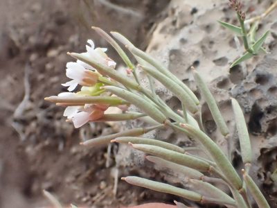 Polyctenium fremontii, photographed by Trevor Van Loon