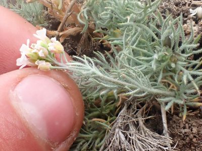 Polyctenium fremontii, photographed by Trevor Van Loon