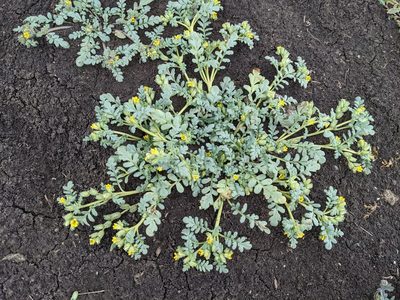 Phacelia inundata, photographed by Trevor Van Loon