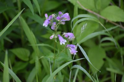 Penstemon calycosus, photographed by vrschmalhofer