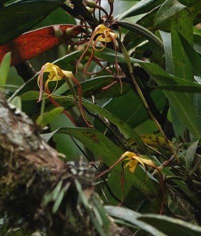 Maxillaria lepidota, photographed by desertnaturalist