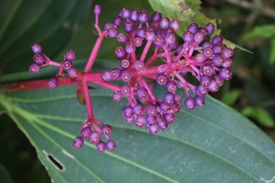 Medinilla speciosa, photographed by Bruno Henrique Aranda