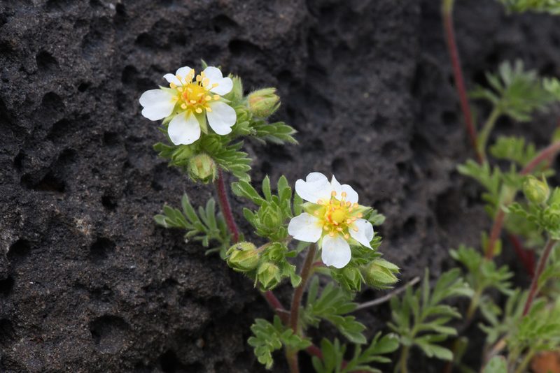 Potentilla newberryi, photographed by Trevor Van Loon