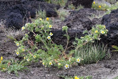 Potentilla newberryi, photographed by Trevor Van Loon