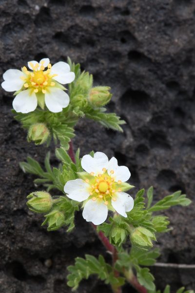 Potentilla newberryi, photographed by Trevor Van Loon