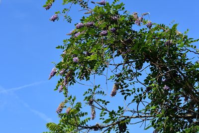 Wisteria frutescens, photographed by vrschmalhofer
