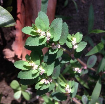 Euphorbia dioeca, photographed by Jorge I. Merchán Mayorga