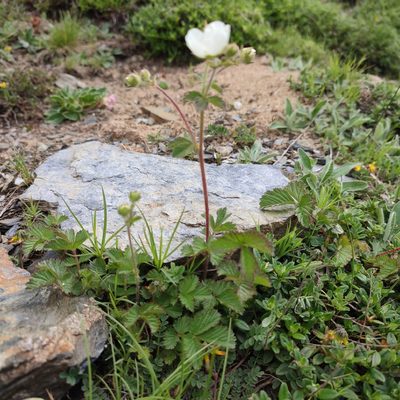 Drymocallis rupestris, photographed by Quentin Groom