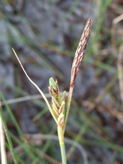 Carex livida, photographed by Scott Ward