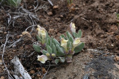 Scutellaria nana, photographed by Trevor Van Loon