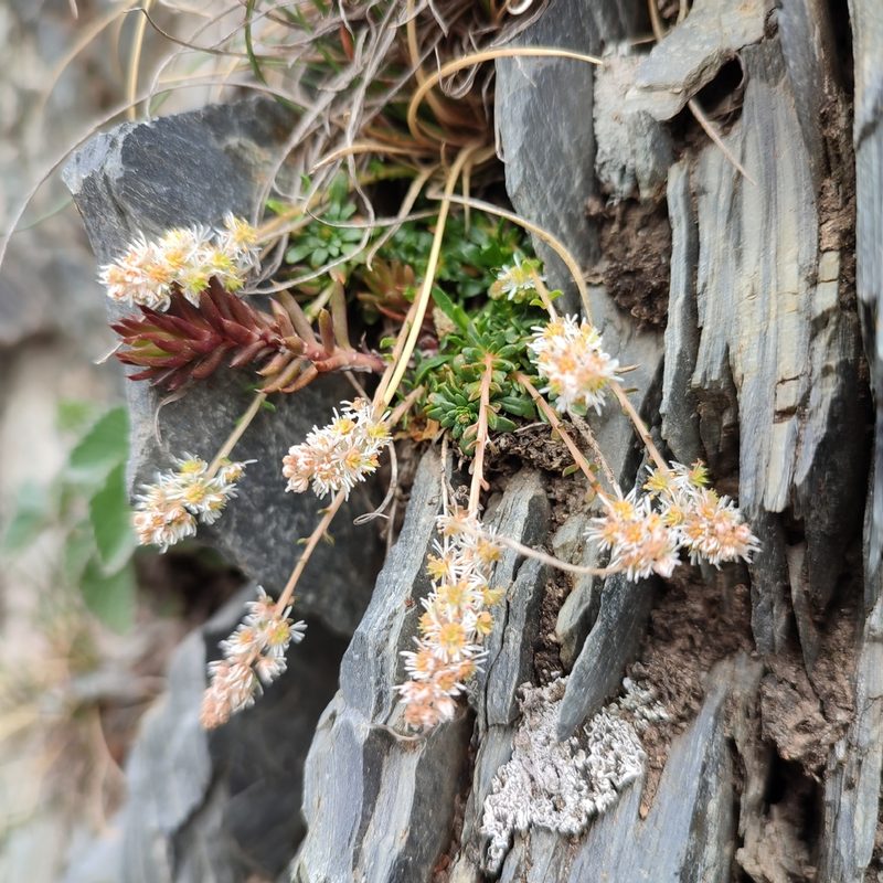 Sesamoides interrupta, photographed by Quentin Groom