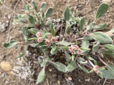 Eriogonum flavum, photographed by Caleb Catto
