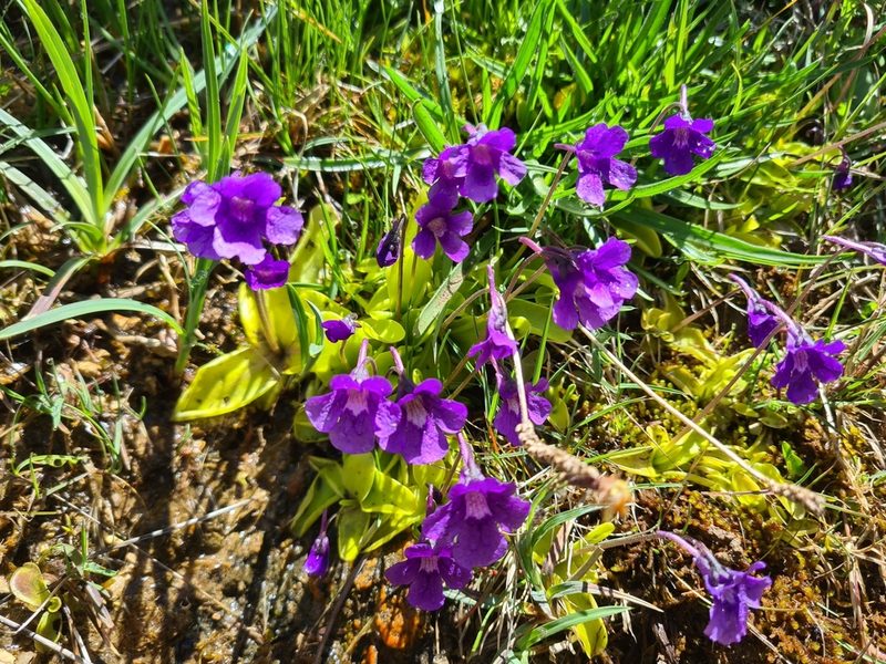 Pinguicula grandiflora, photographed by Christian Manke