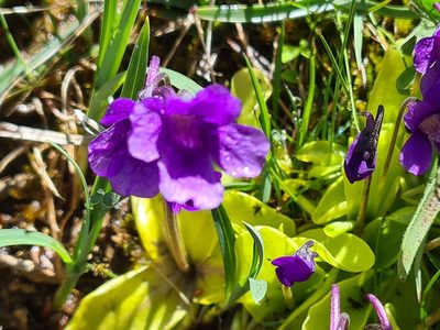 Pinguicula grandiflora, photographed by Christian Manke