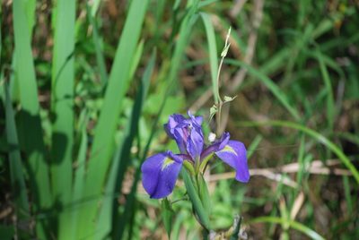 Iris savannarum, photographed by Fives