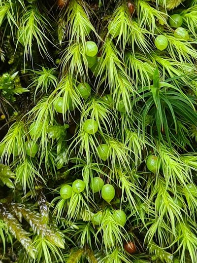 Bartramia halleriana, photographed by Jacek Pietruszewski