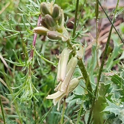 Dipcadi serotinum, photographed by Quentin Groom