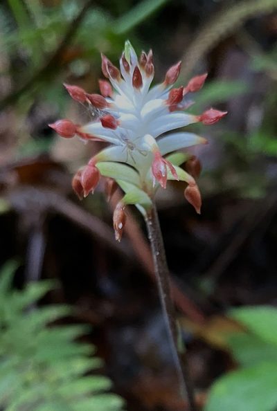 Cranichis wageneri, photographed by desertnaturalist