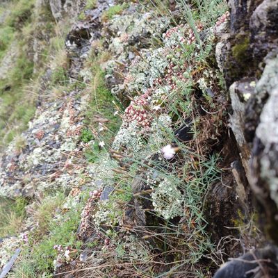 Dianthus pyrenaicus, photographed by Quentin Groom