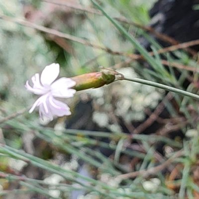 Dianthus pyrenaicus, photographed by Quentin Groom