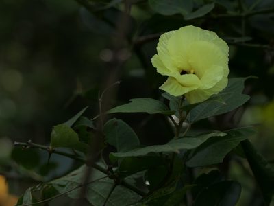 Azanza lampas, photographed by Dinesh Valke