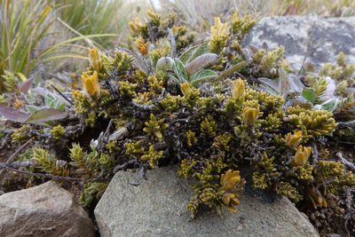 Veronica densifolia, photographed by John Barkla