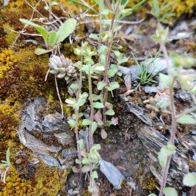Campanula erinus, photographed by Quentin Groom