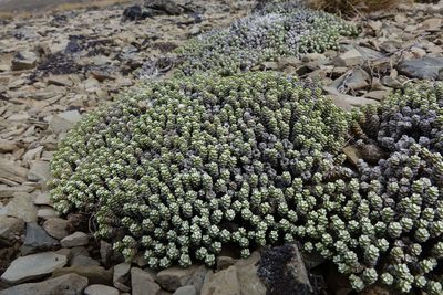 Raoulia petriensis, photographed by John Barkla