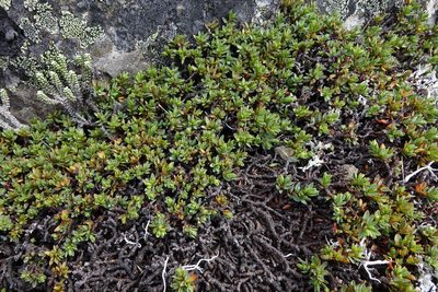 Pimelea notia, photographed by John Barkla