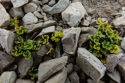 Azorella hydrocotyloides, photographed by John Barkla