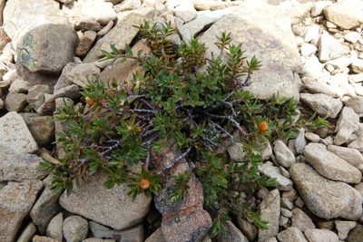 Pimelea notia, photographed by John Barkla