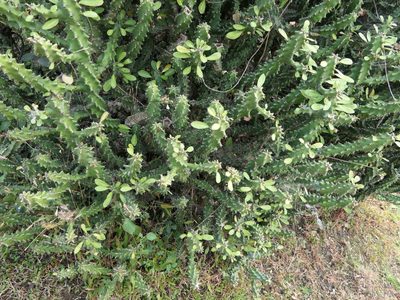 Euphorbia neriifolia, photographed by Dinesh Valke