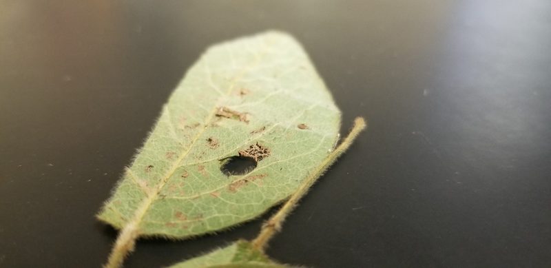 Desmodium nuttallii, photographed by Josh