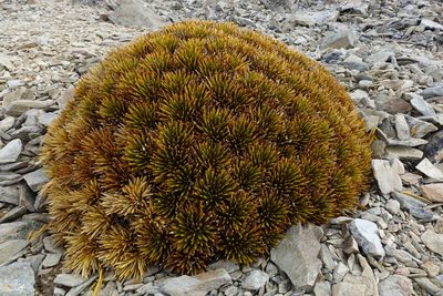 Aciphylla dobsonii, photographed by John Barkla