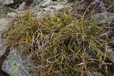 Carex wakatipu, photographed by John Barkla