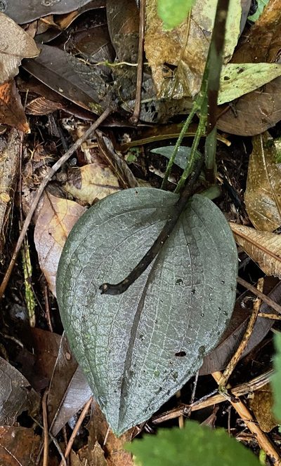 Cranichis wageneri, photographed by desertnaturalist