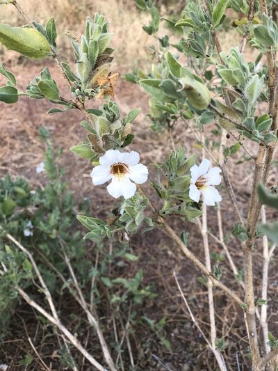 Petalidium aromaticum, photographed by rosshawkins